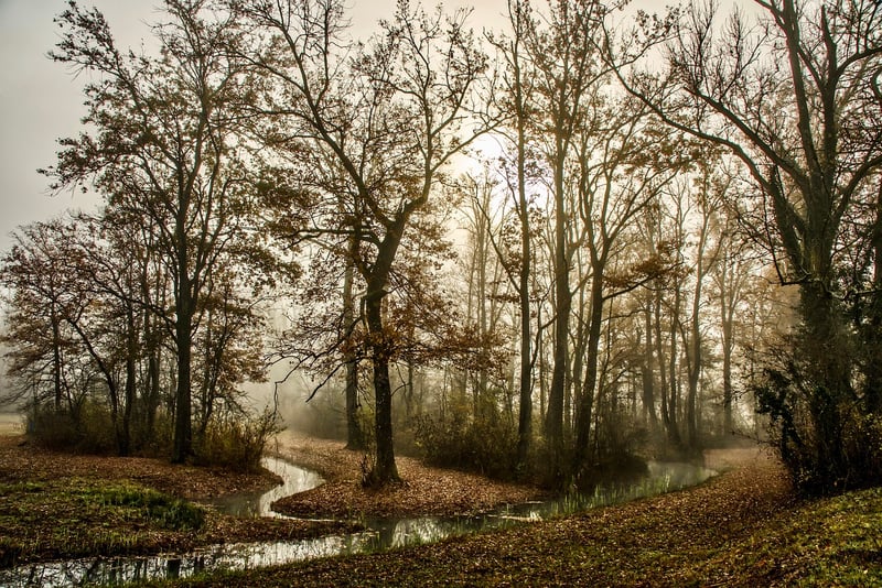 Enchanted Forest